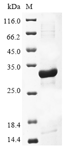 Recombinant Lymphocytic choriomeningitis virus Pre-glycoprotein polyprotein GP complex(GPC),partial