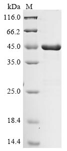 Recombinant Lys-gingipain W83(kgp),partial