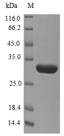 Recombinant Macaca fascicularis Alpha-synuclein(SNCA)
