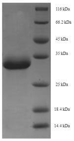 Recombinant Macaca fascicularis Erythropoietin(EPO)