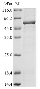 Recombinant Macaca fascicularis Fukutin(FKTN),partial