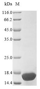 Recombinant Macaca fascicularis Gamma-synuclein(SNCG)