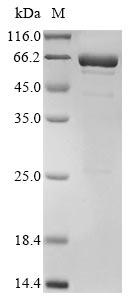Recombinant Macaca fascicularis Interleukin-11(IL11),Biotinylated