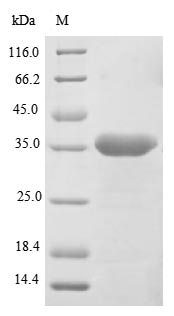 Recombinant Macaca fascicularis Legumain(LGMN)