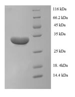 Recombinant Macaca mulatta (Rhesus macaque) Interleukin-1 alpha(IL1A)