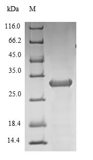 Recombinant Macaca mulatta Interleukin-10(IL10)
