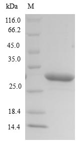 Recombinant Mannheimia haemolytica Leukotoxin(lktA),partial