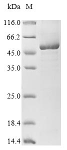 Recombinant Methanosarcina barkeri Pyrrolysine--tRNA ligase (pylS)
