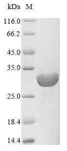 Recombinant Methanothermobacter marburgensis F420-dependent NADP reductase(fno)