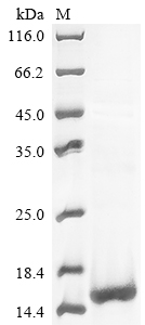 Recombinant Methanothermus fervidus DNA-binding protein HMf-1(hmfA)