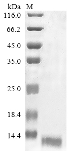 Recombinant Methanothermus fervidus DNA-binding protein HMf-2(hmfB)