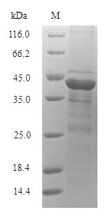 Recombinant Microbacterium testaceum N-acyl homoserine lactonase(aiiM)