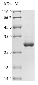Recombinant Momordica charantia Ribonuclease MC