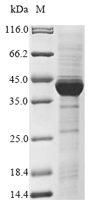 Recombinant Mouse 5-AMP-activated protein kinase subunit gamma-1(Prkag1)