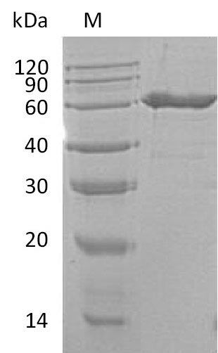 Recombinant Mouse 5'-nucleotidase(Nt5e),partial (Active)