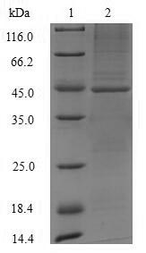 Recombinant Mouse Acid ceramidase(Asah1),partial