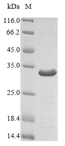Recombinant Mouse Adiponectin(Adipoq)