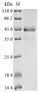 Recombinant Mouse Aldo-keto reductase family 1 member C13(Akr1c13)
