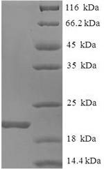 Recombinant Mouse Allograft inflammatory factor 1(Aif1)