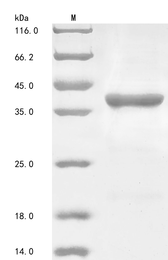 Recombinant Mouse Alpha-(1,3)-fucosyltransferase(Fut7),partial