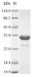 Recombinant Mouse Alpha-defensin 1(Defa1)