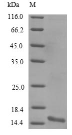 Recombinant Mouse Alpha-synuclein(Snca)