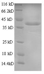 Recombinant Mouse Annexin A1(Anxa1)