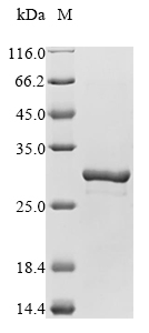 Recombinant Mouse Apoptosis-associated speck-like protein containing a CARD(Pycard)