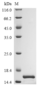 Recombinant Mouse Appetite-regulating hormone(Ghrl)