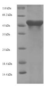 Recombinant Mouse Arginase-1(Arg1)