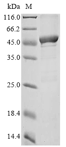 Recombinant Mouse Argininosuccinate synthase(Ass1)