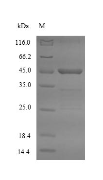Recombinant Mouse Asialoglycoprotein receptor 2 (Asgr2),Partial