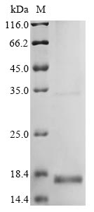 Recombinant Mouse Beta-defensin 19(Defb19)