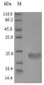 Recombinant Mouse Beta-defensin 4(Defb4)