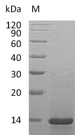 Recombinant Mouse Beta-nerve growth factor(Ngf) (Active)