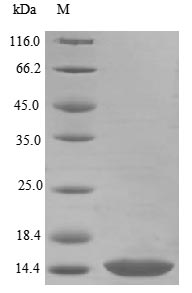 Recombinant Mouse Bone morphogenetic protein 3(Bmp3)