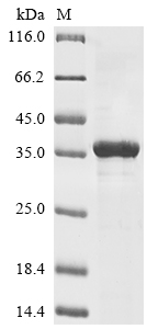 Recombinant Mouse Brain-specific serine protease 4(Prss22)