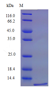 Recombinant Mouse C-C motif chemokine 12 protein(Ccl12) (Active)