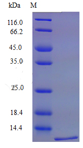 Recombinant Mouse C-C motif chemokine 19 protein(Ccl19) (Active)