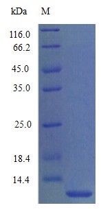 Recombinant Mouse C-C motif chemokine 3 protein(Ccl3) (Active)