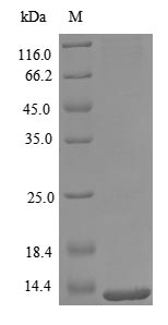 Recombinant Mouse C-C motif chemokine 4(Ccl4) 