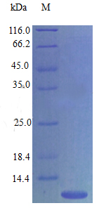 Recombinant Mouse C-C motif chemokine 4 protein(Ccl4) (Active)