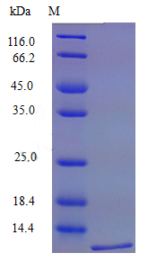 Recombinant Mouse C-C motif chemokine 6 protein(Ccl6) (Active)