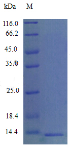Recombinant Mouse C-C motif chemokine 9 protein(Ccl9) (Active)