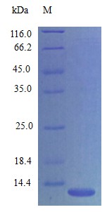 Recombinant Mouse C-X-C motif chemokine 14 protein(Cxcl14) (Active)