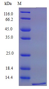 Recombinant Mouse C-X-C motif chemokine 16 protein(Cxcl16) (Active)