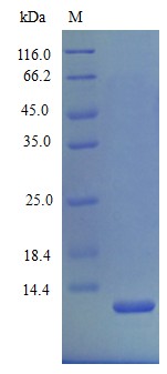 Recombinant Mouse C-X-C motif chemokine 2 protein(Cxcl2) (Active)