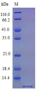 Recombinant Mouse C-X-C motif chemokine 3 protein(Cxcl3) (Active)