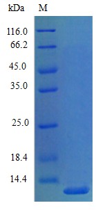 Recombinant Mouse C-X-C motif chemokine 5 protein(Cxcl5) (Active)