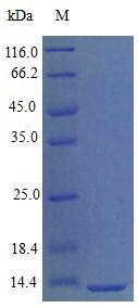 Recombinant Mouse C-X-C motif chemokine 9 protein(Cxcl9) (Active)